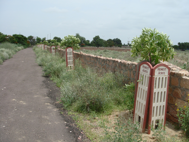 Plant trees