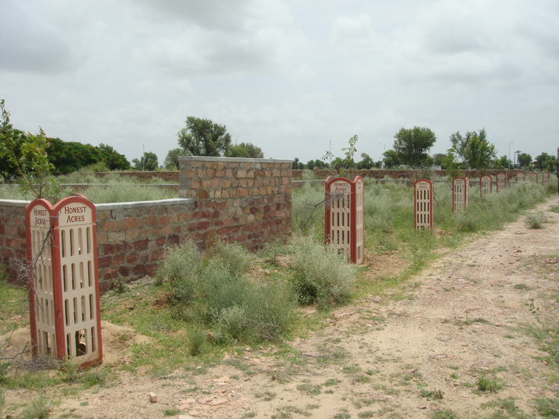 Plant trees